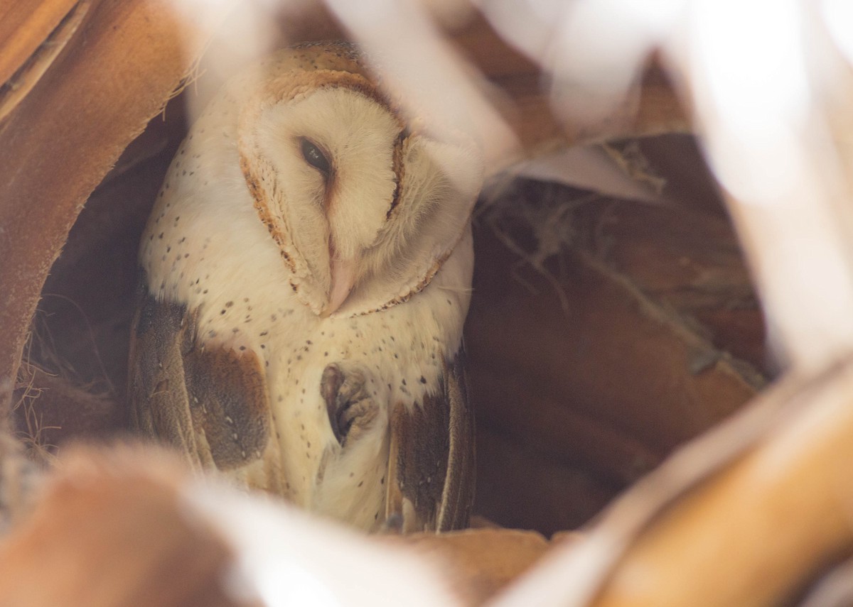 Barn Owl - ML217626011