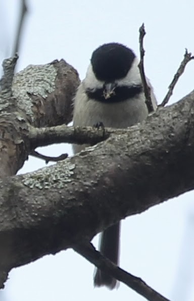 Black-capped Chickadee - ML21762611