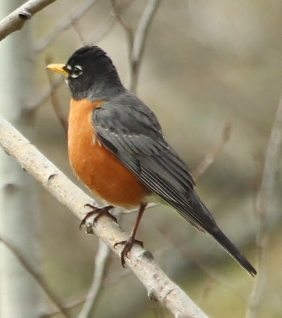 American Robin - sicloot