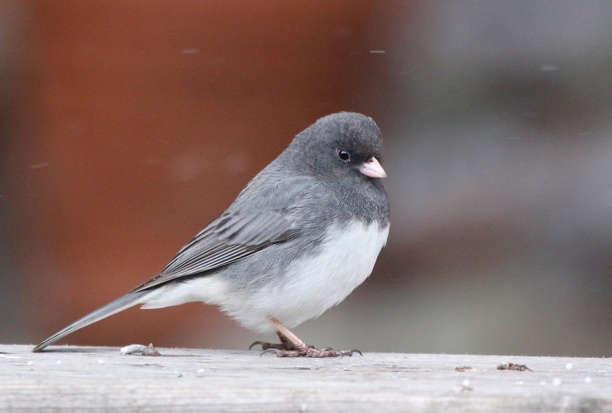 Dark-eyed Junco (Slate-colored) - ML217626411