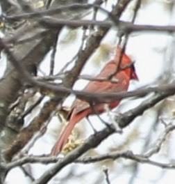 Northern Cardinal - ML21762651