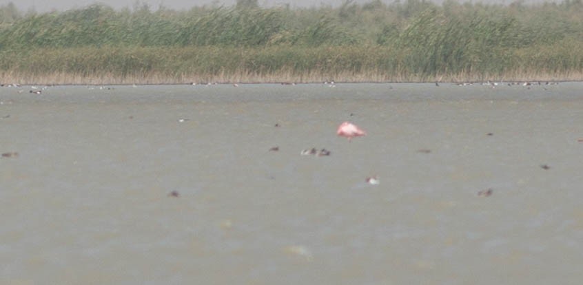 flamingo sp. - ML217626561