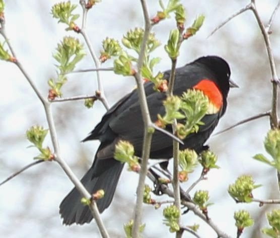 Red-winged Blackbird - ML21762661