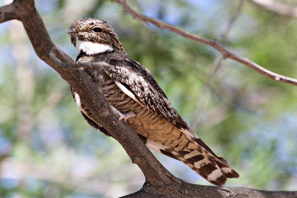 Lesser Nighthawk - Ginger Spinelli