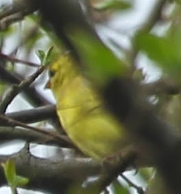 American Goldfinch - ML21762681