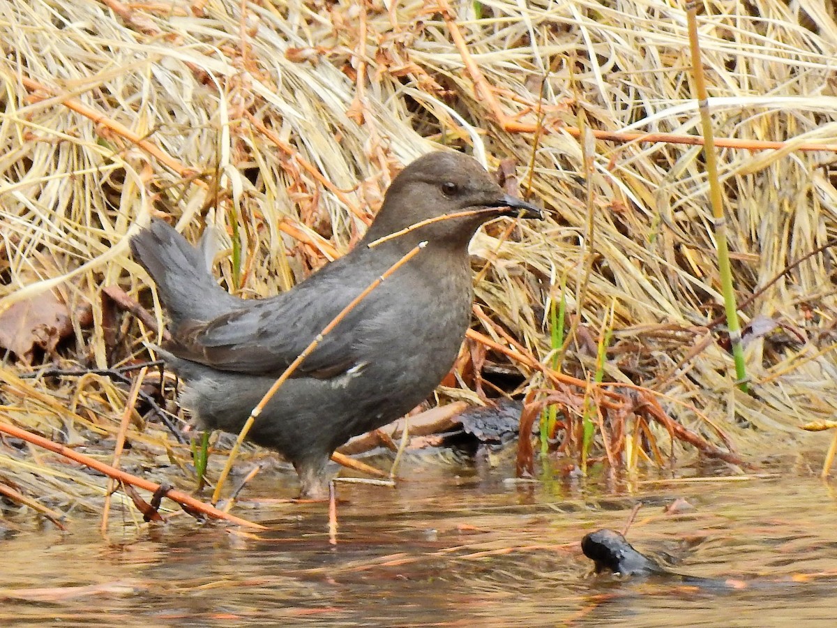 American Dipper - ML217627201