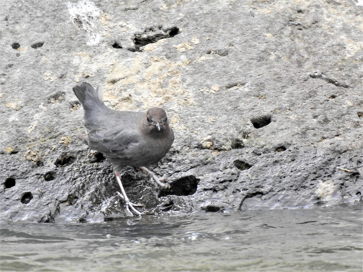 American Dipper - ML217627211