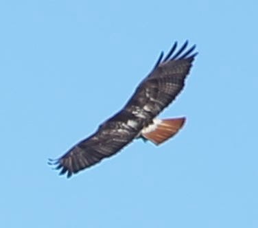 Red-tailed Hawk - ML21762831