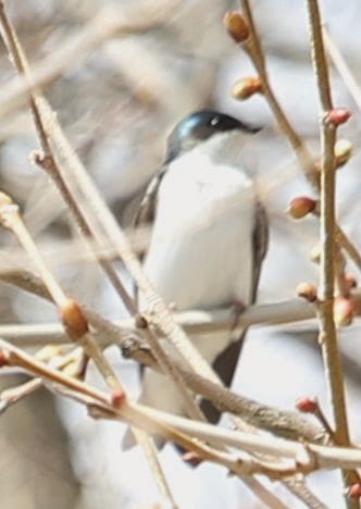 Tree Swallow - ML21762891