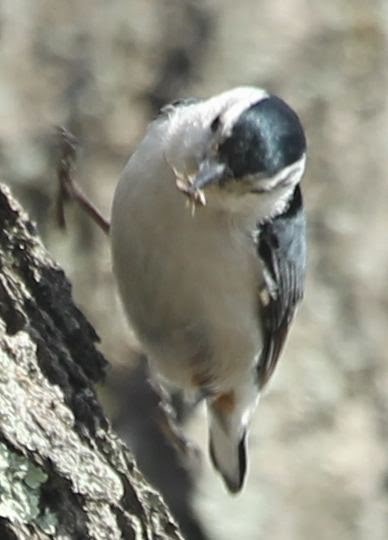 White-breasted Nuthatch - ML21762941