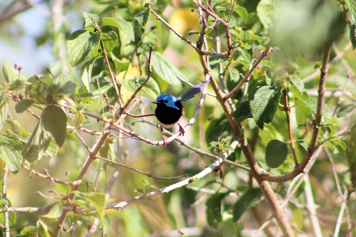 Variegated Fairywren - ML217629551