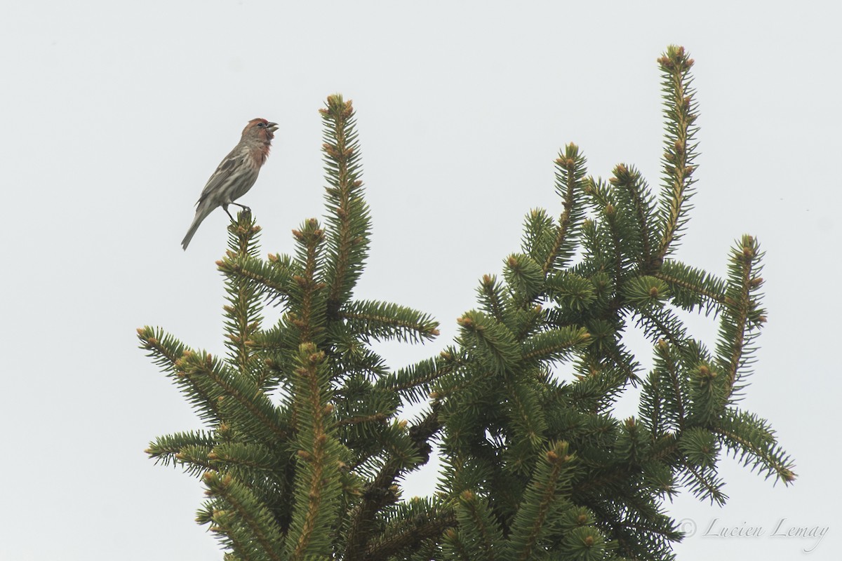 House Finch - Lucien Lemay