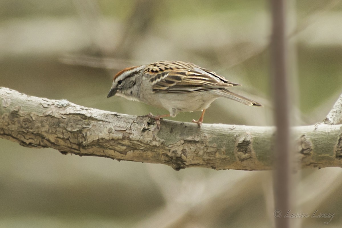 Chipping Sparrow - Lucien Lemay