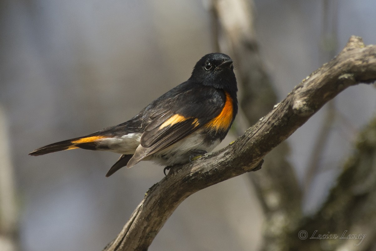 American Redstart - Lucien Lemay