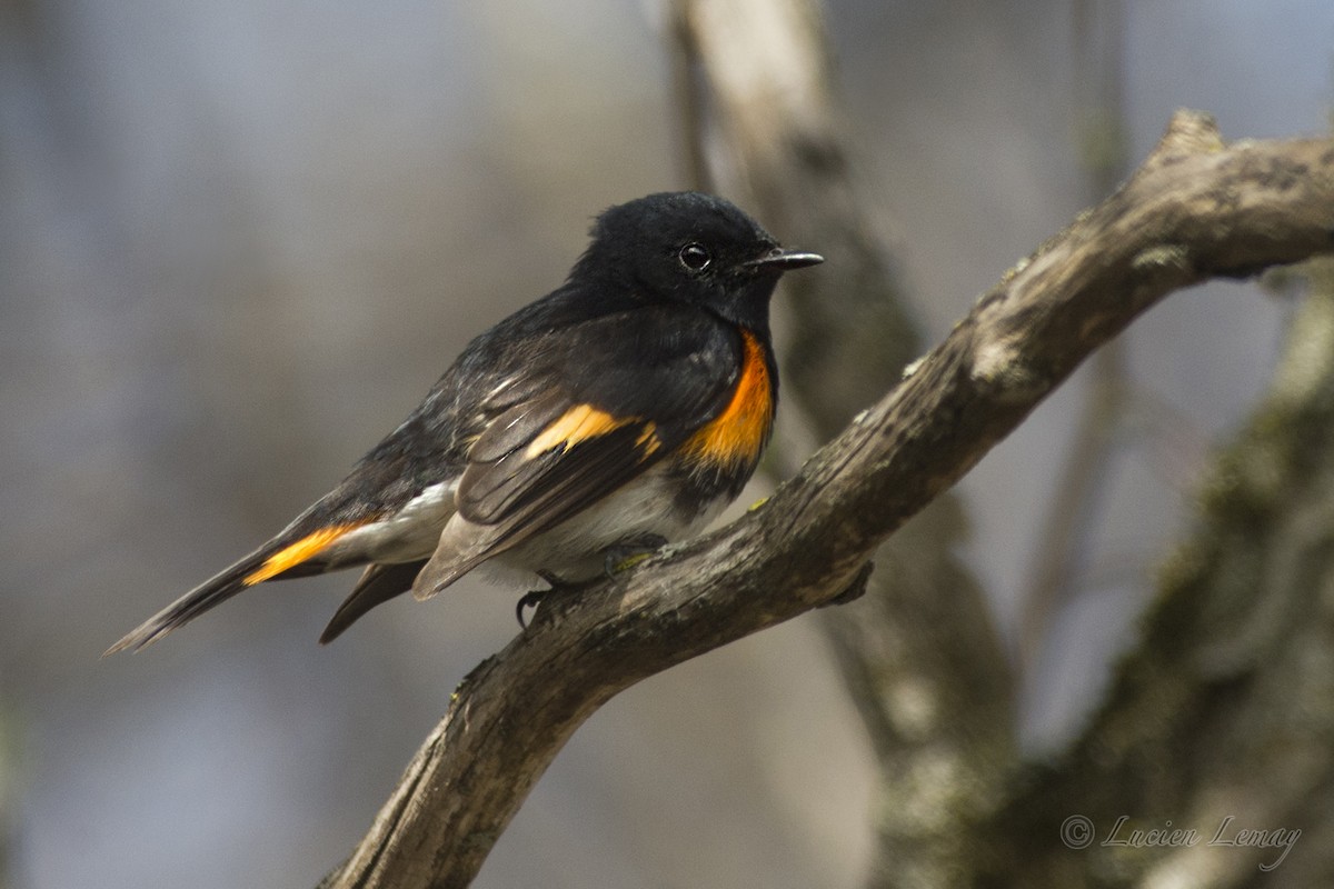 American Redstart - Lucien Lemay