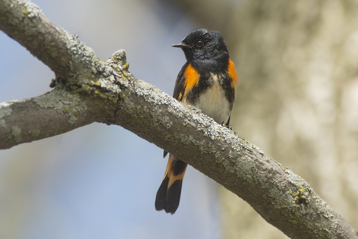 American Redstart - Lucien Lemay