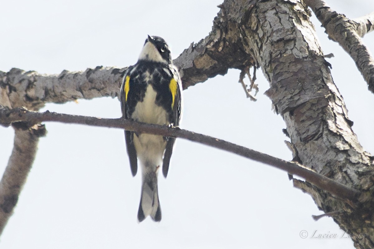 Yellow-rumped Warbler - Lucien Lemay