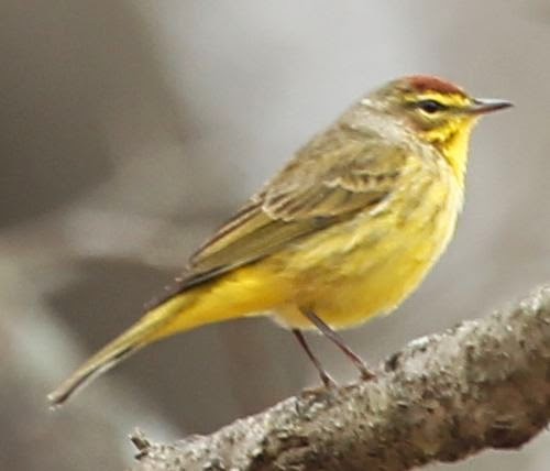 Palm Warbler - ML21763511