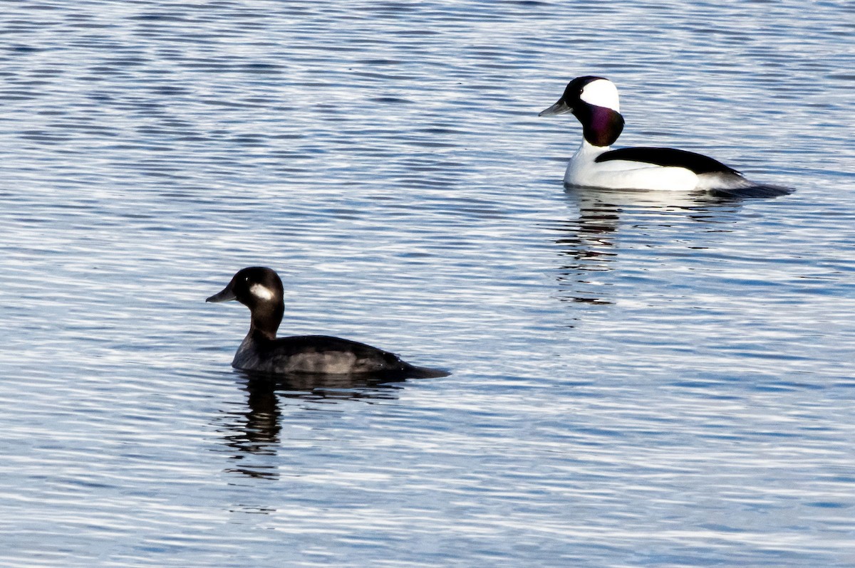 Bufflehead - ML217635581