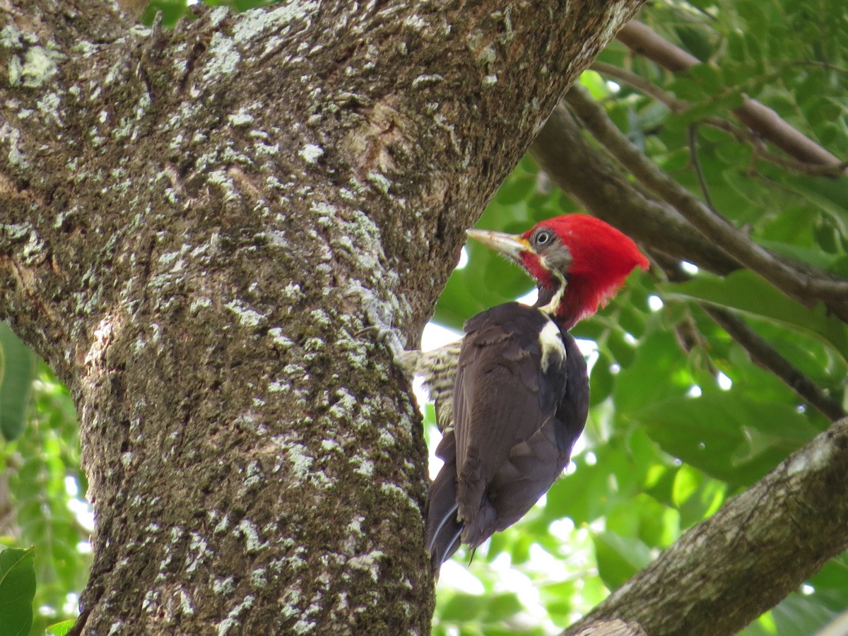 Lineated Woodpecker - Guillermo Funes