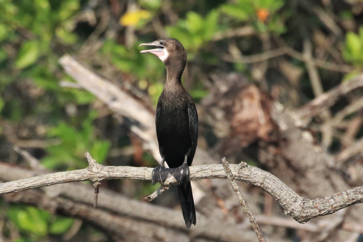 Little Cormorant - ML217641501