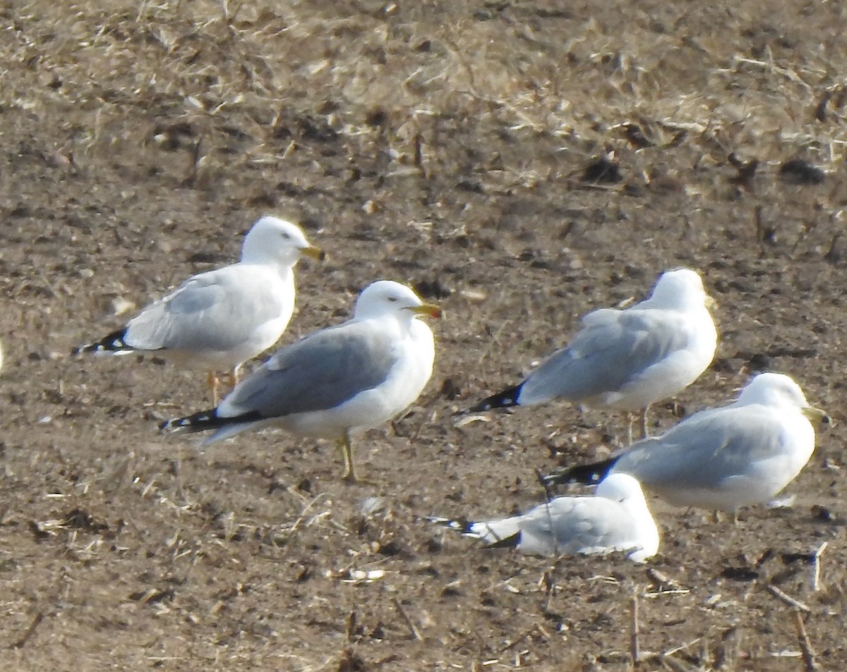 California Gull - ML217641641