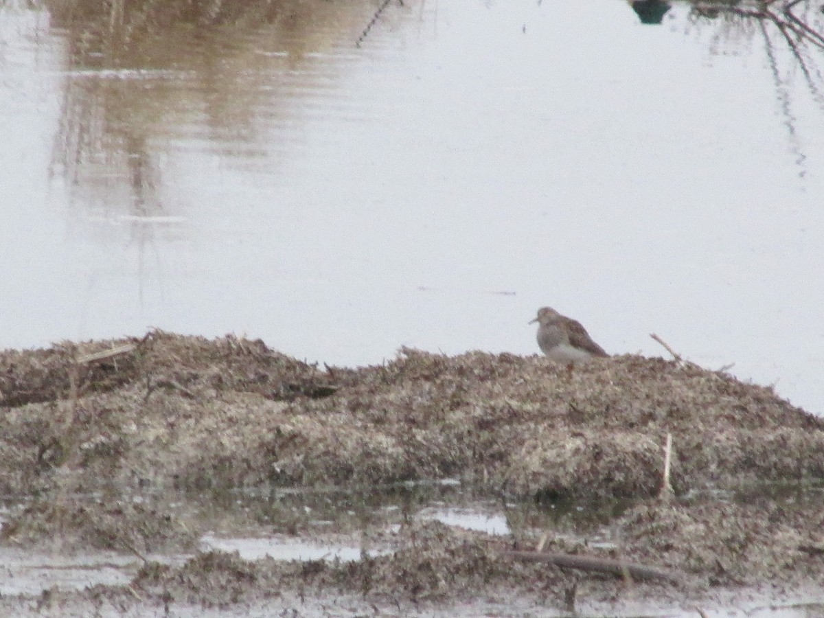 Pectoral Sandpiper - ML217642691