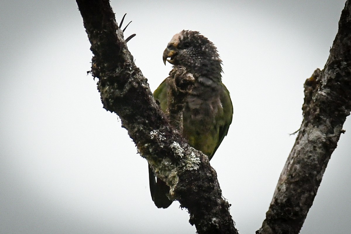 Speckle-faced Parrot - ML217643501