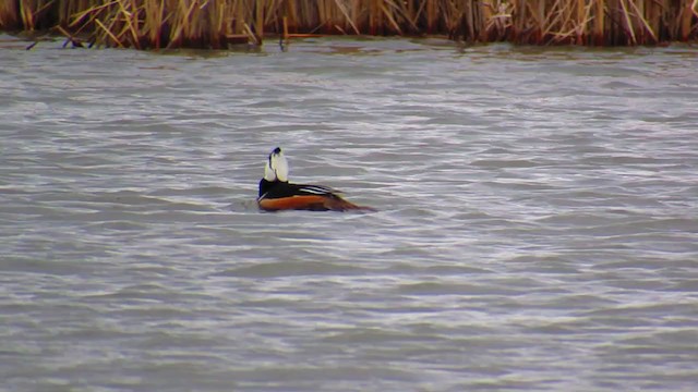 Hooded Merganser - ML217646481