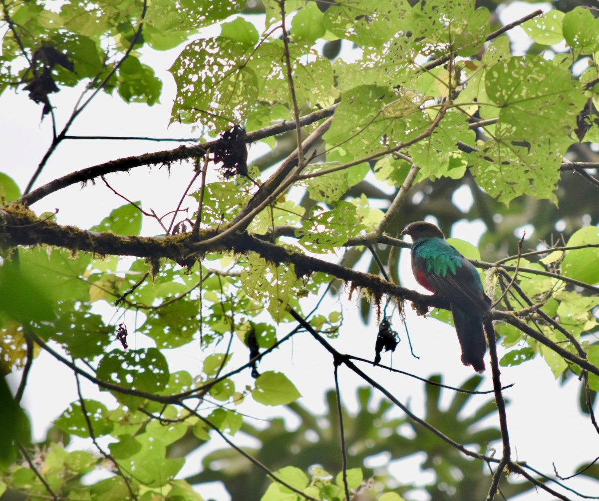 Golden-headed Quetzal - ML217646951