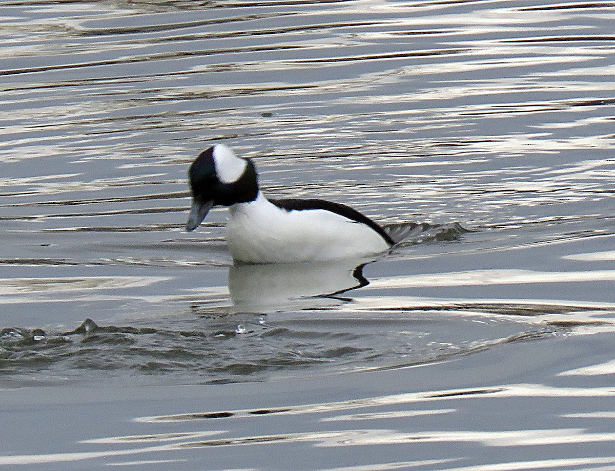 Bufflehead - ML217647781