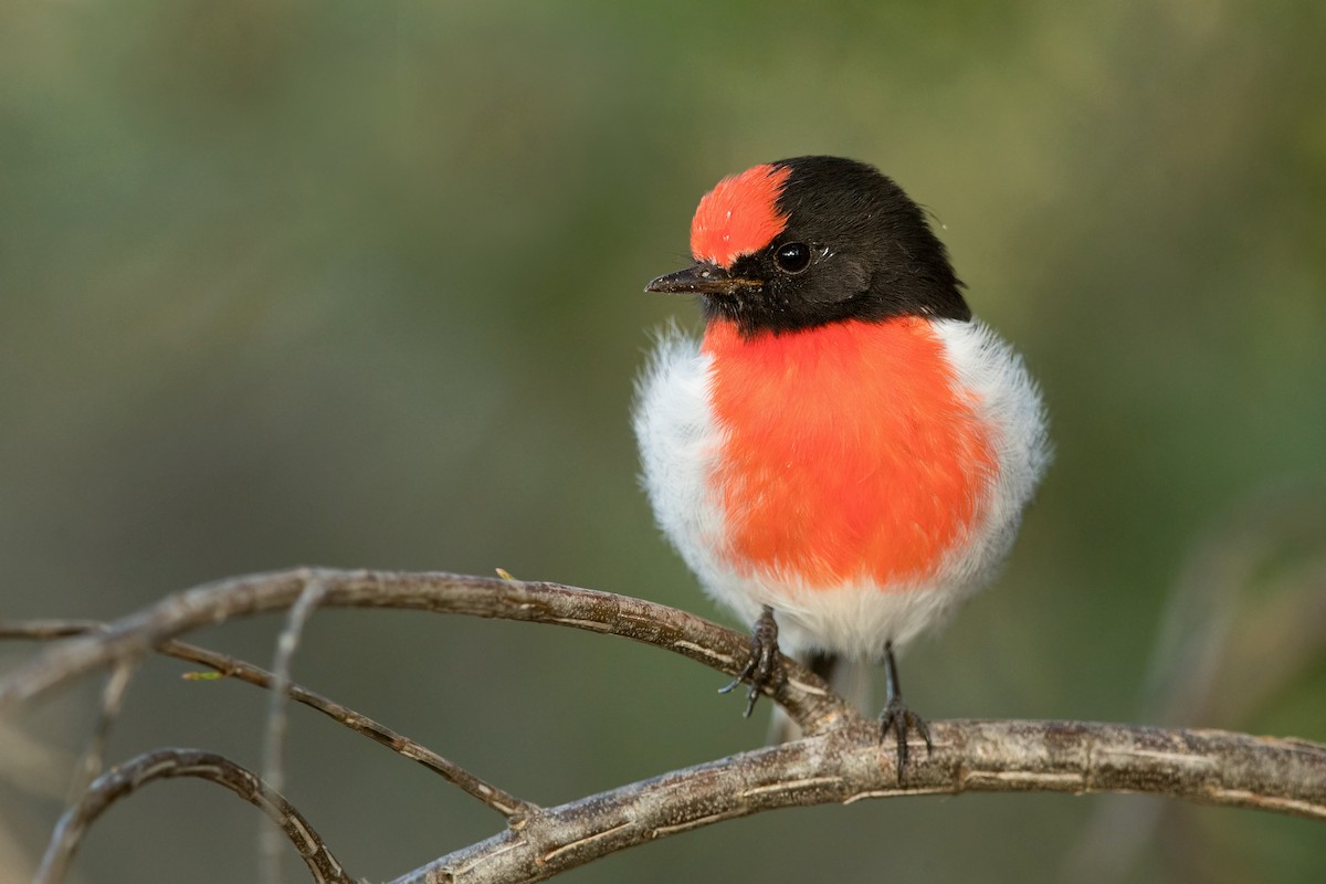 Red-capped Robin - ML217649841