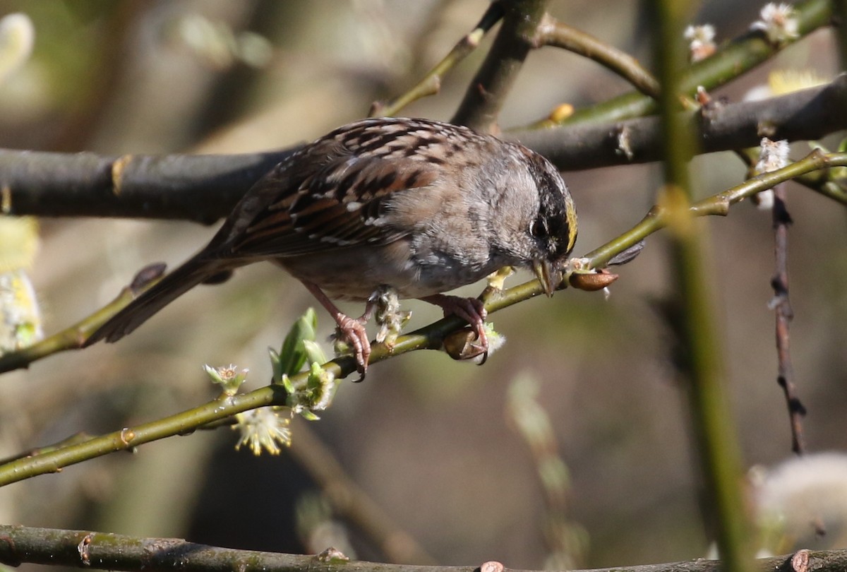 Golden-crowned Sparrow - ML217650331