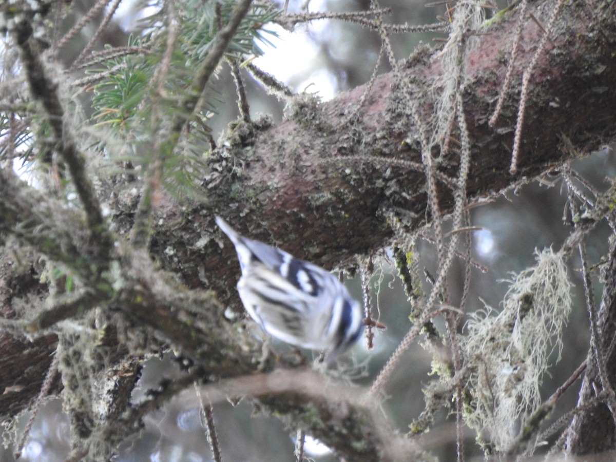 Black-and-white Warbler - ML217651351