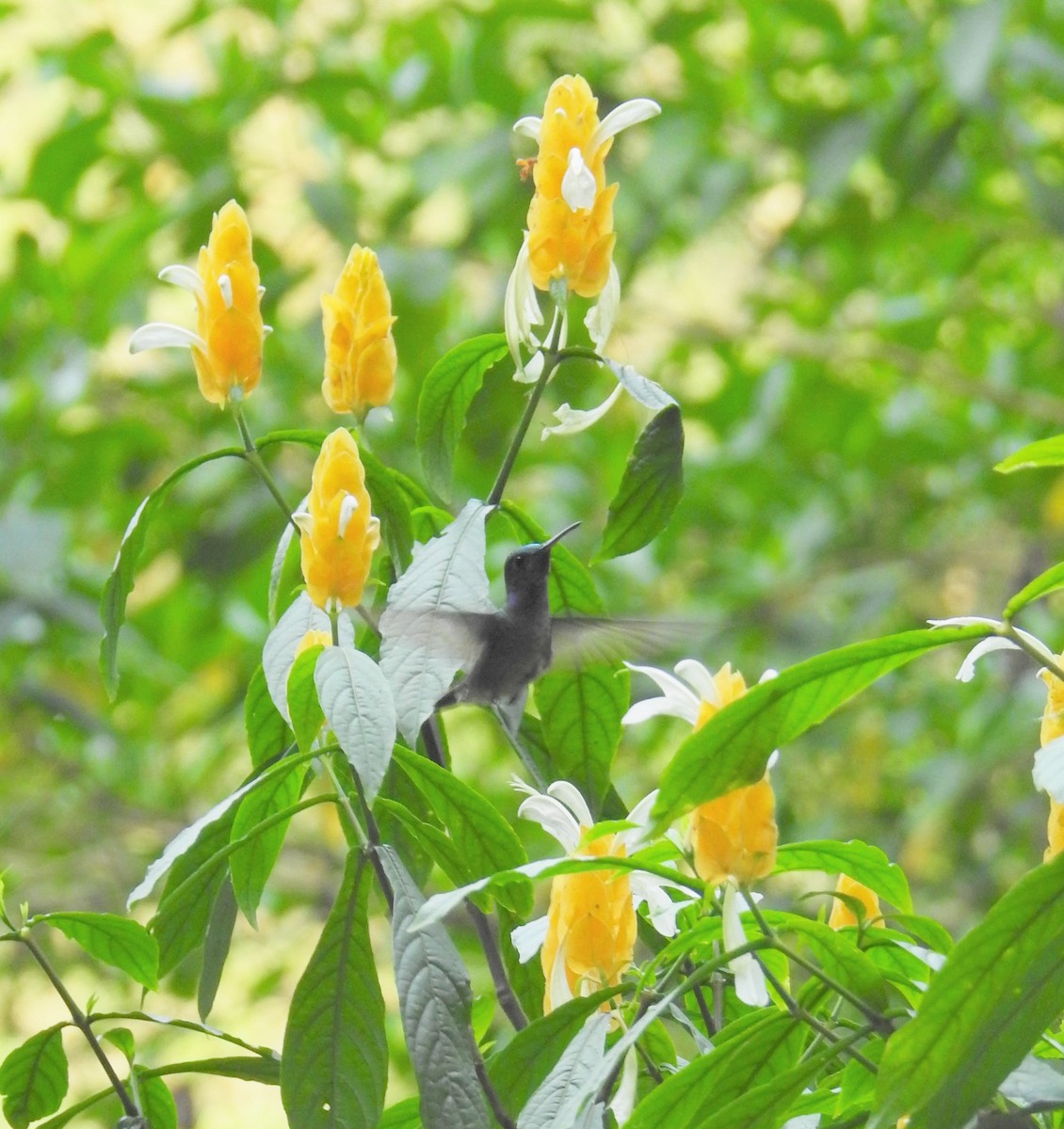 Purple-chested Hummingbird - Ginny Culver