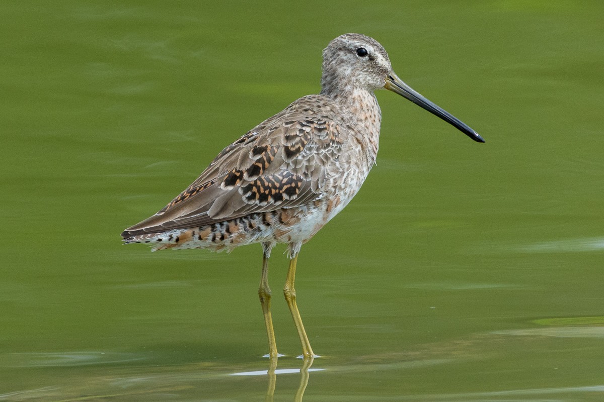 Long-billed Dowitcher - ML217654641