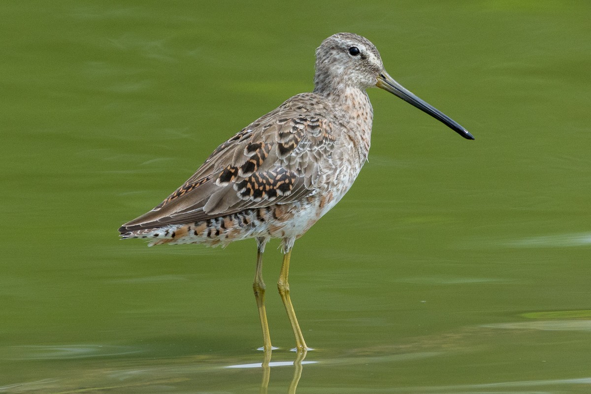 Long-billed Dowitcher - Juan Miguel Artigas Azas