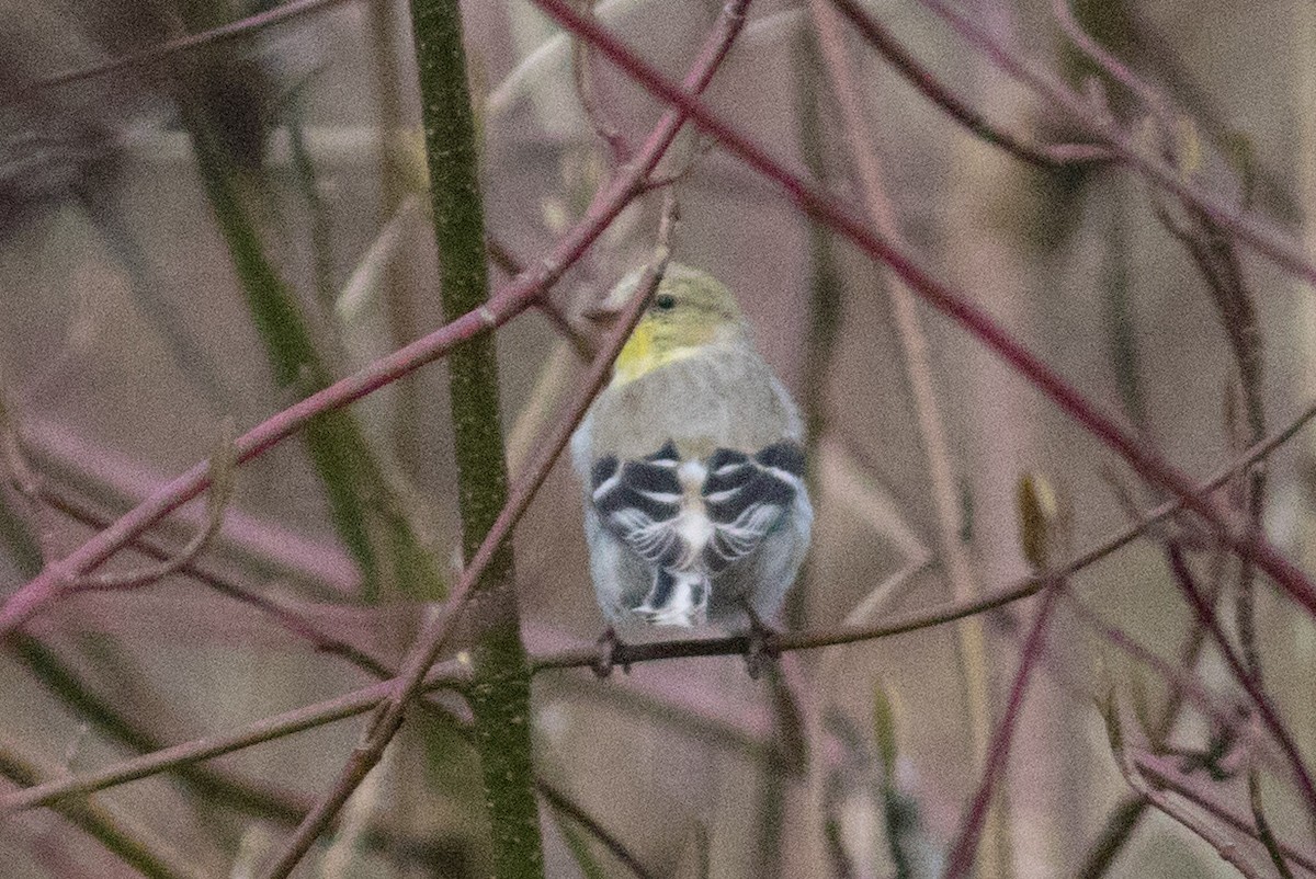 American Goldfinch - ML217655561