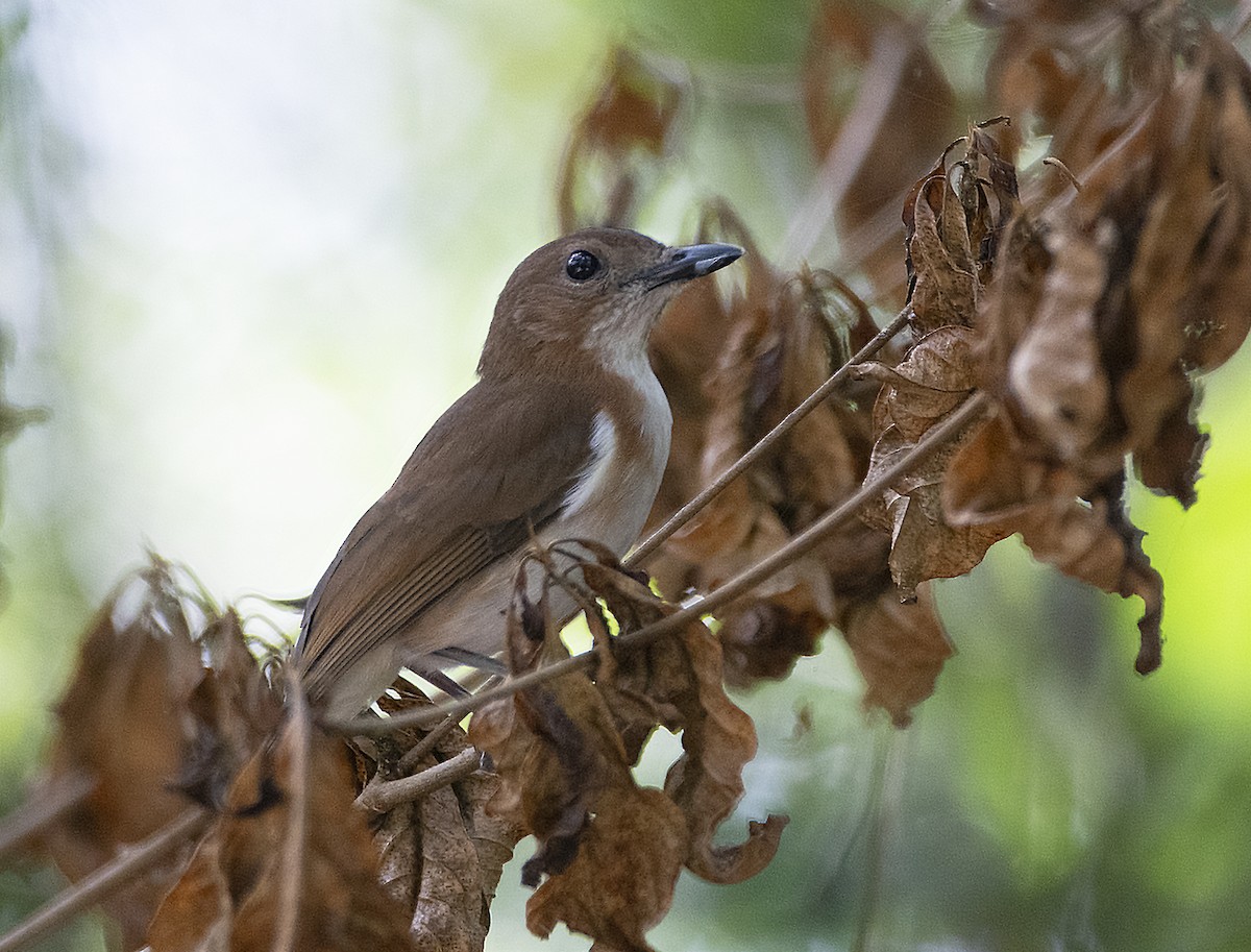 White-vented Whistler (White-vented) - ML217656661