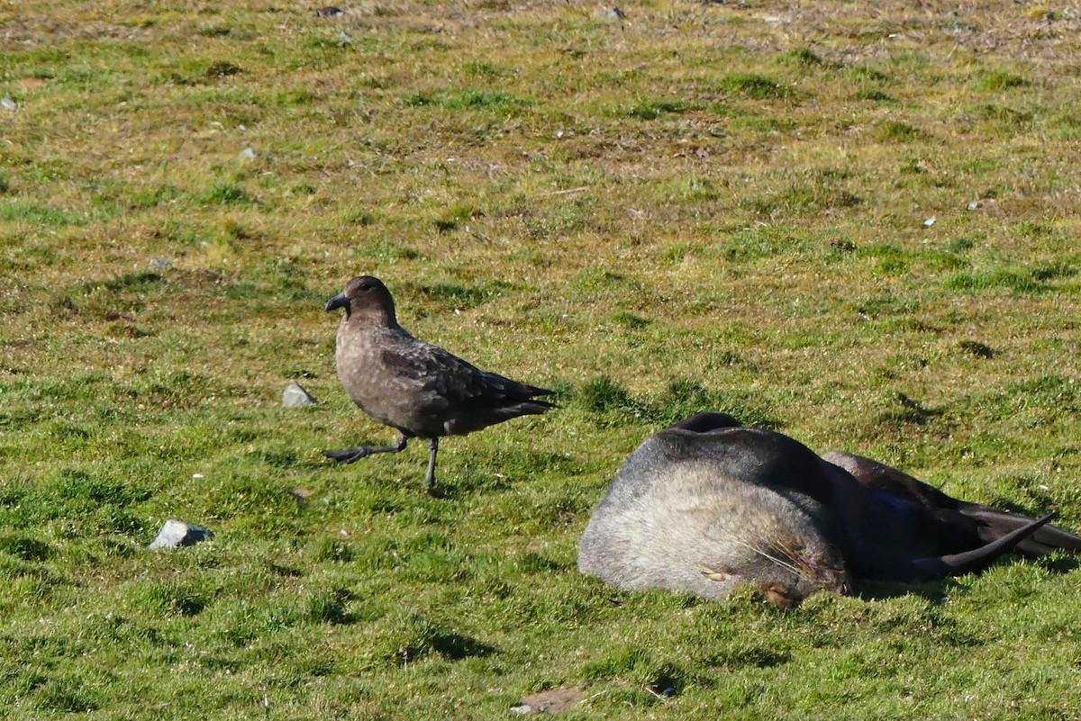 ミナミオオトウゾクカモメ（lonnbergi） - ML217656861