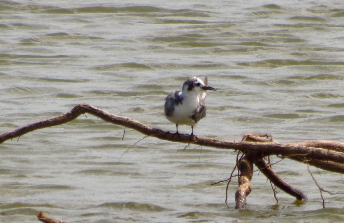 Black Tern - ML217657041