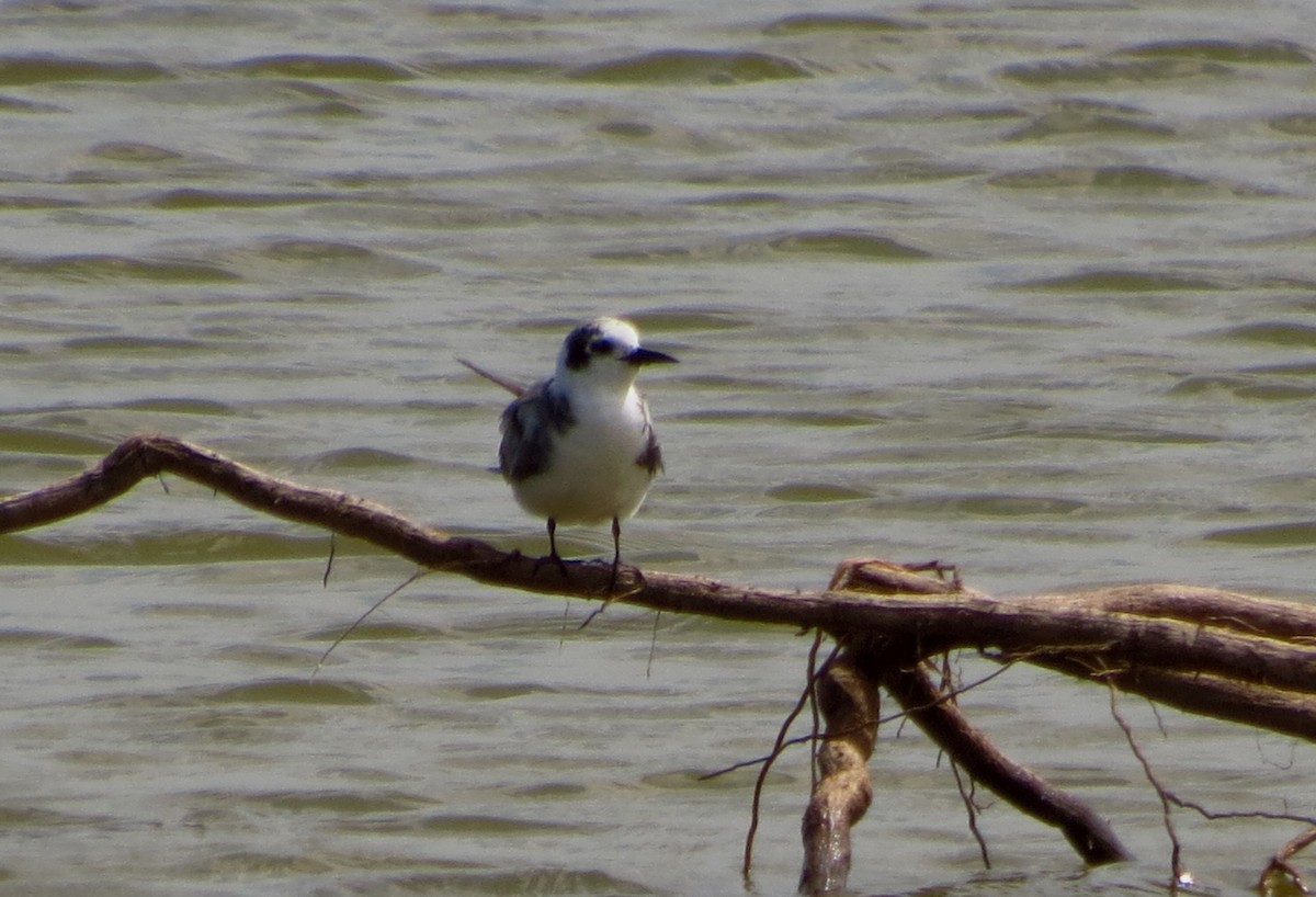 Black Tern - ML217657071