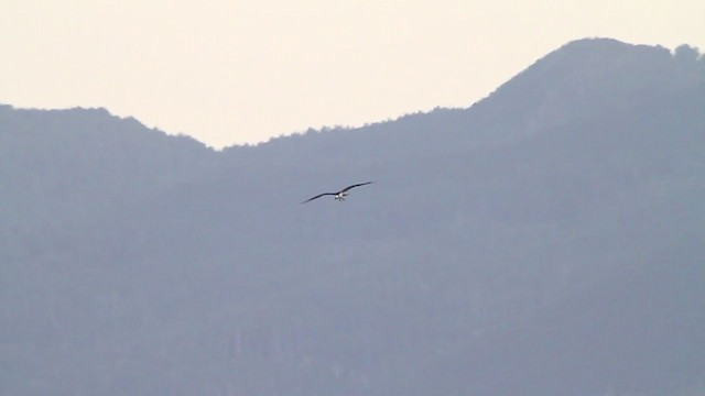 Balbuzard pêcheur (carolinensis) - ML217658881