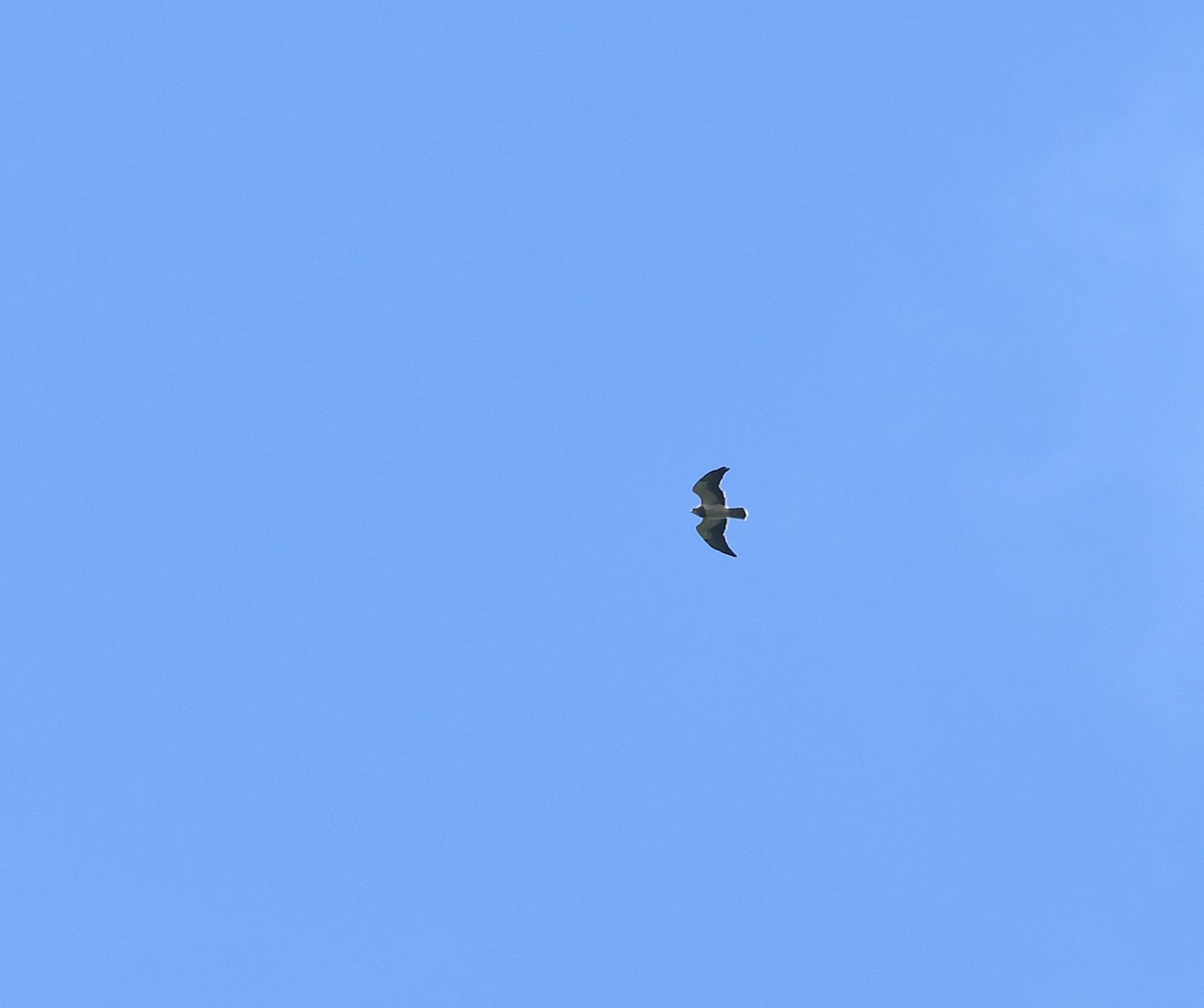 Swainson's Hawk - Joshua Vandermeulen