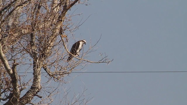 Águila Pescadora (carolinensis) - ML217659111