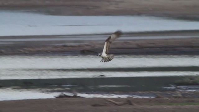 Osprey (carolinensis) - ML217659171