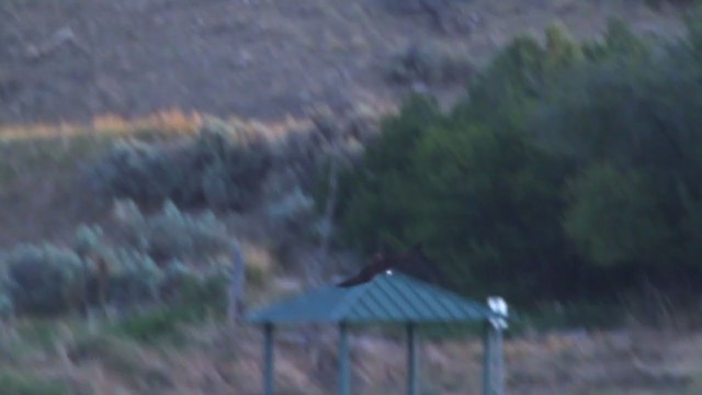 Águila Pescadora (carolinensis) - ML217659261