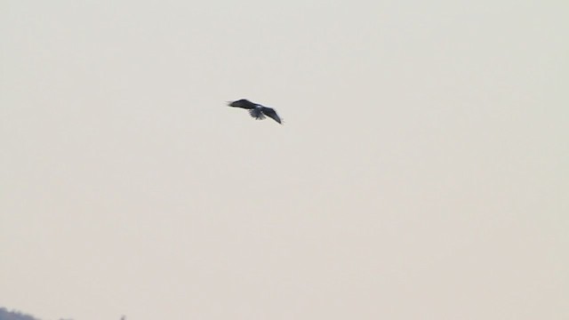 Águila Pescadora (carolinensis) - ML217659381