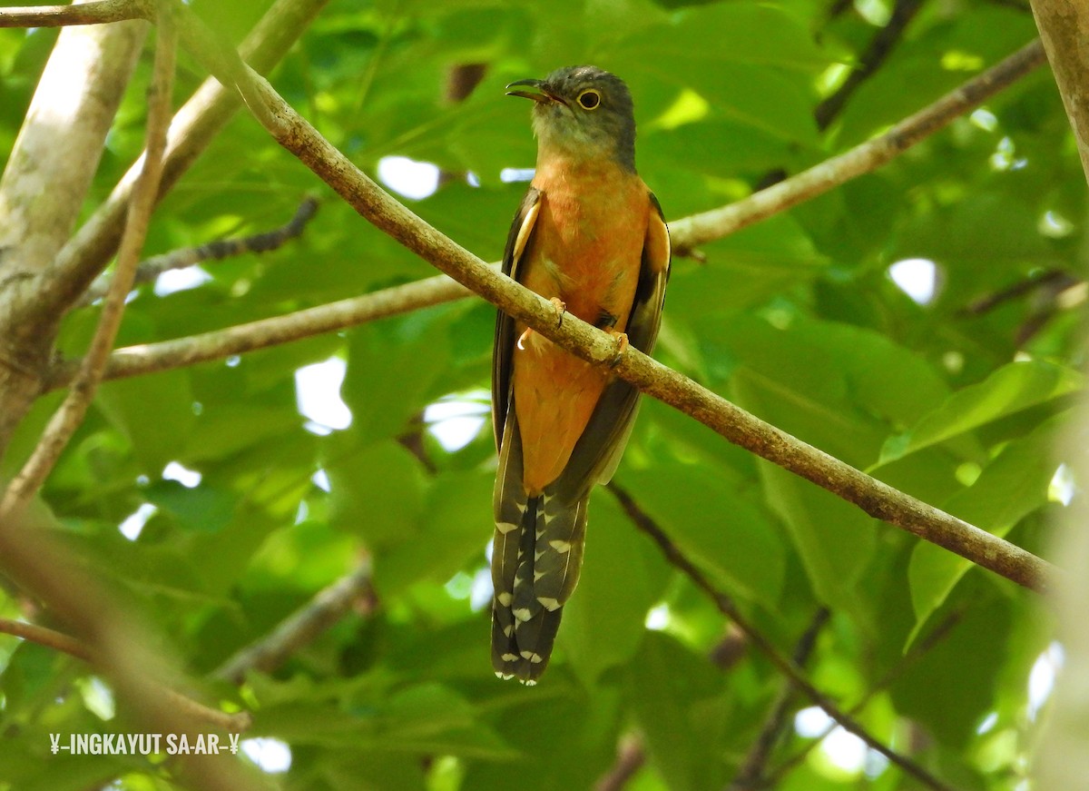 Brush Cuckoo (Sunda) - ML217659501