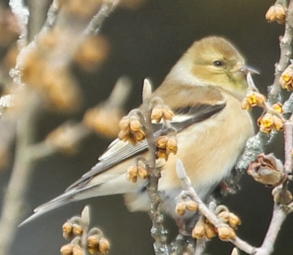 American Goldfinch - ML21766051